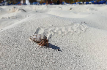 Hotel Sol Cayo Largo, Einsiedlerkrebs an der Playa Sirena.