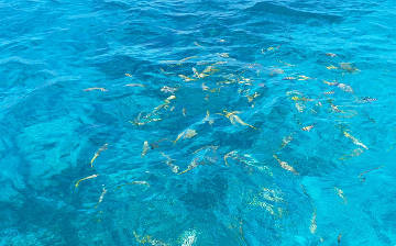 Cayo Largo, Fische