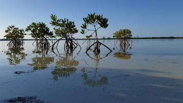 Cayo Largo, Mangroven